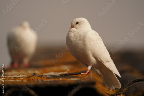 A white dove the symbol of love, peace, innocence and simplicity, sitting on a roof. Also called: wedding dove