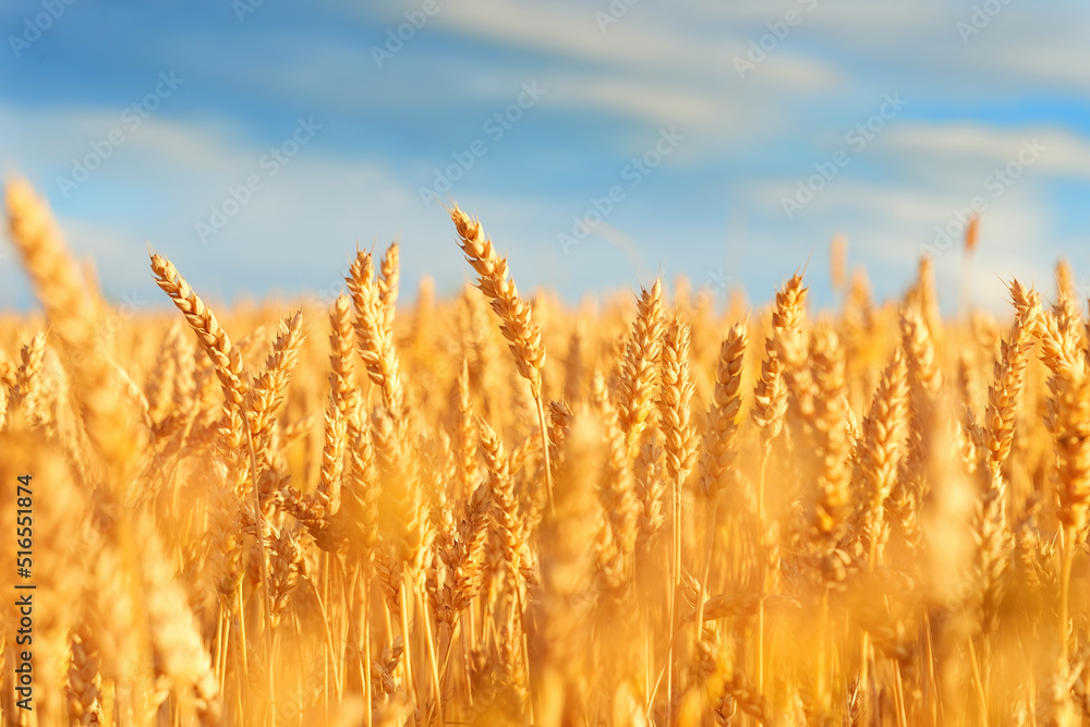 Fototapeta premium Field of ripe wheat and blue sky