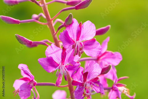 Pink flowers Rosebay Willowherb (Epilobium angustifolium) close up photo