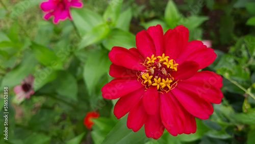 Close up  Beautiful red flowers among the green leaves 01