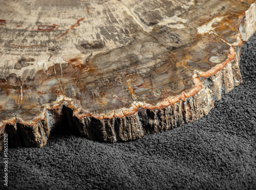 Piece of petrified wood