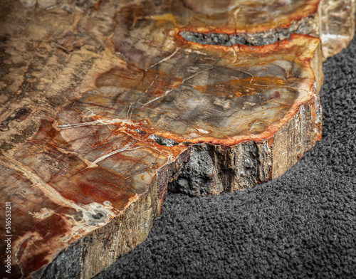 Piece of petrified wood