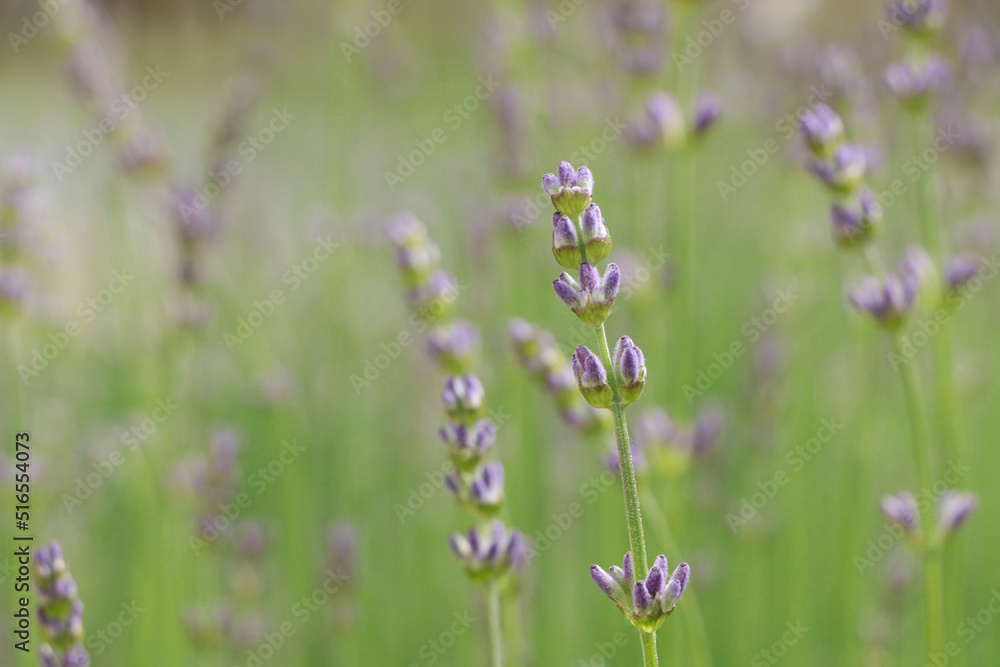 Obraz premium Beautiful lavender on blurred background, closeup. Space for text