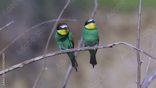 Bee eater birds mating