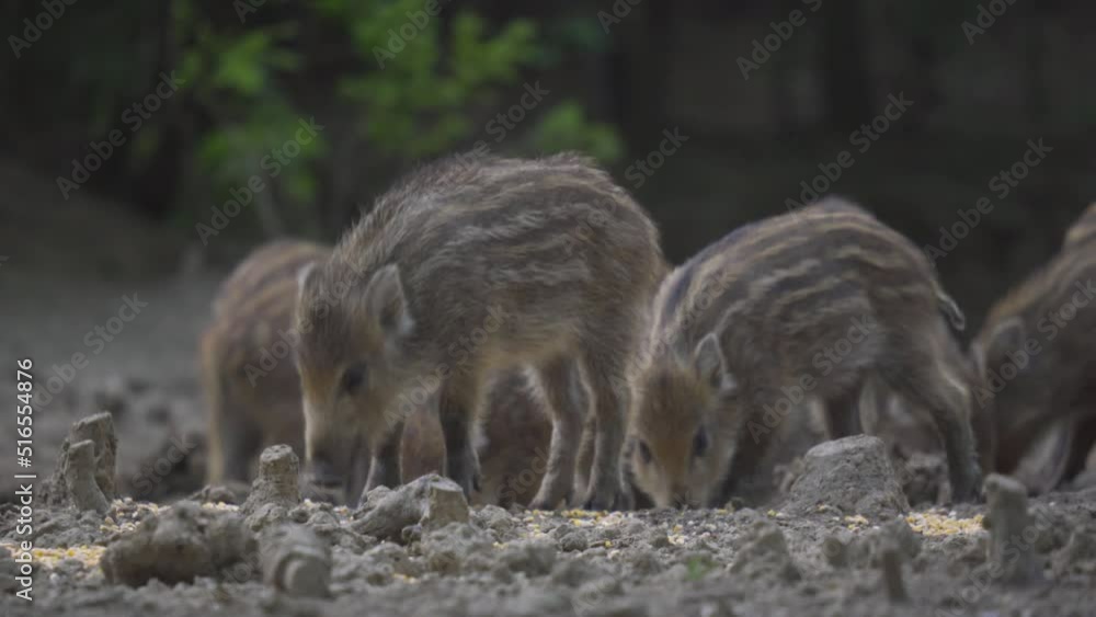 Wild pigs herd in the forest Wild pigs herd in the forest