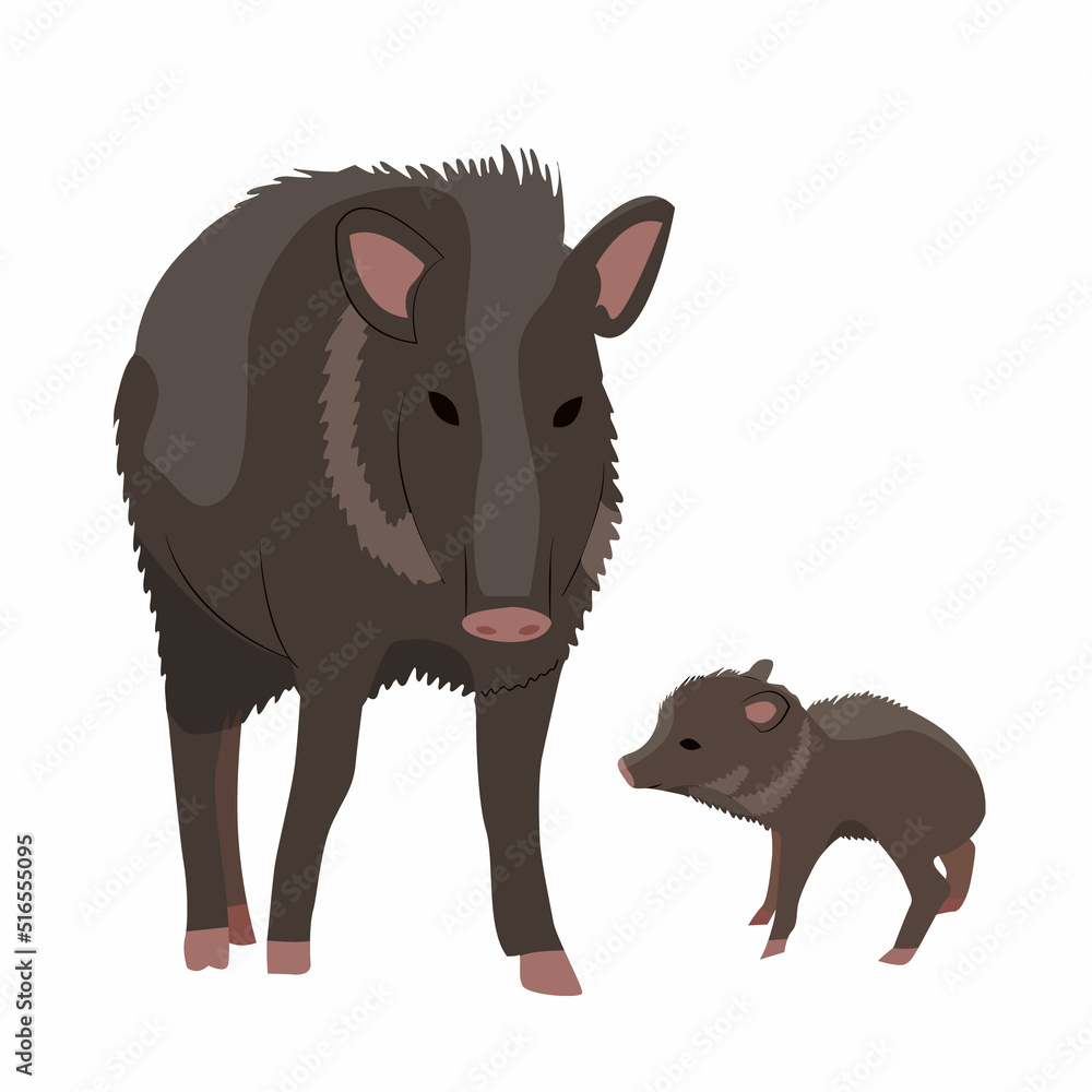 Mother Peccary and her cub. Javelina or skunk pig. Wild animals of