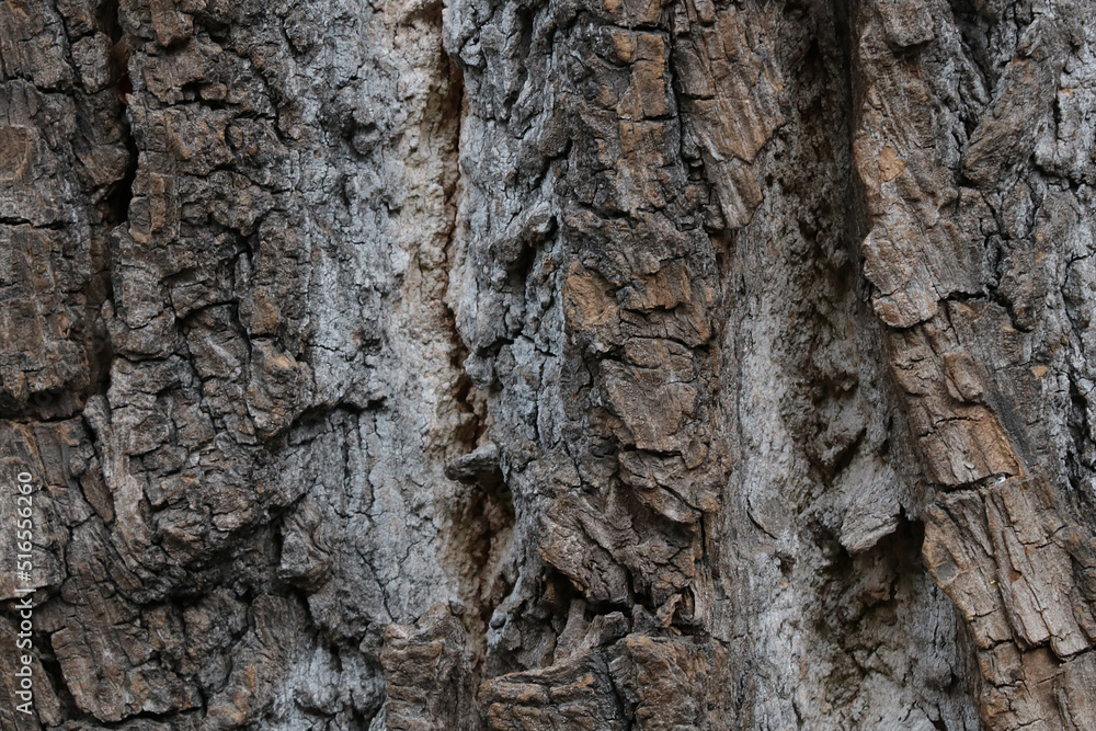 Close-up of the gray texture of the bark of the tree, the background is wooden. Close-up of the gray texture of the bark of the tree, the background is wooden.