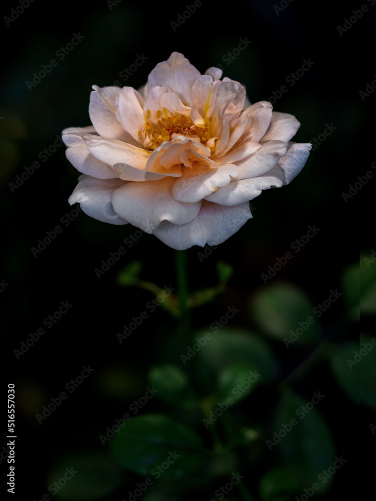 Shape and colors of Ambridge rose that blooming Shape and colors of Ambridge rose that blooming