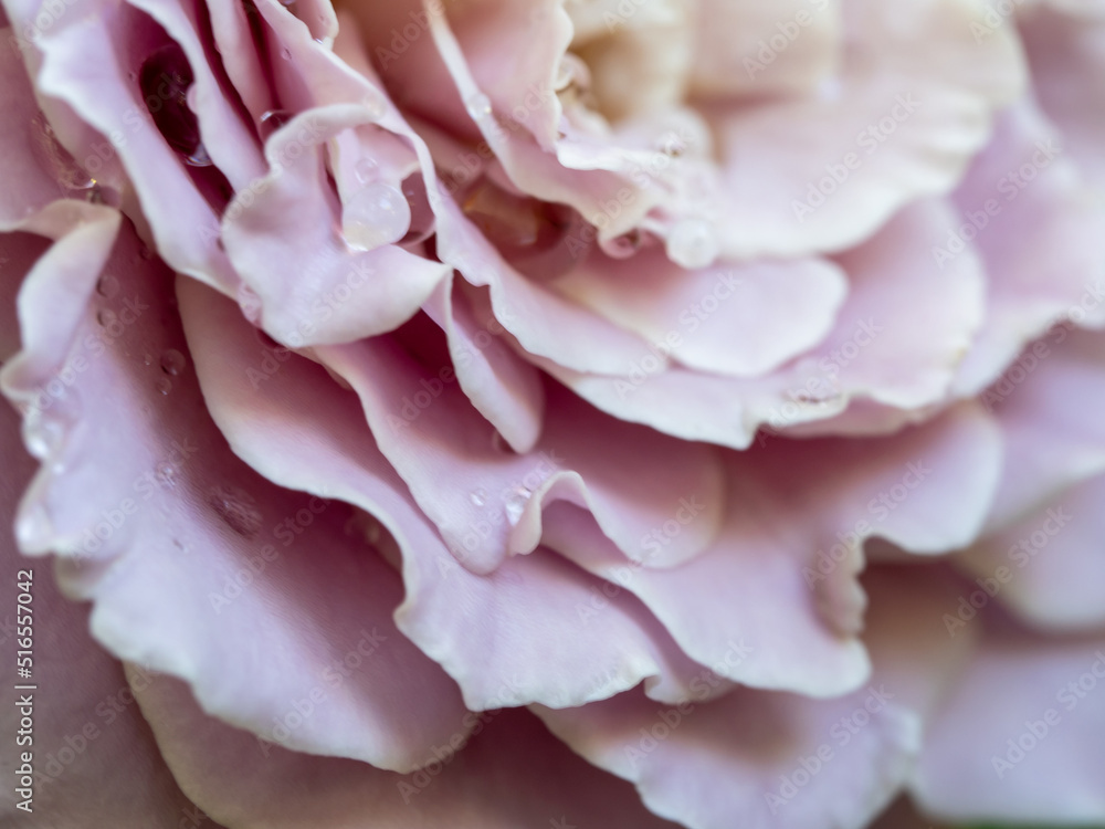 Close-up delicate rose petals as pink color nature background