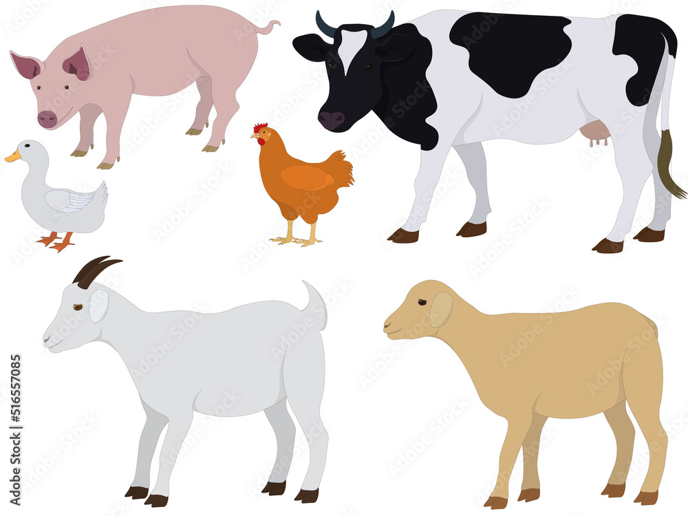 Domestic farm animals and birds collection vector illustration