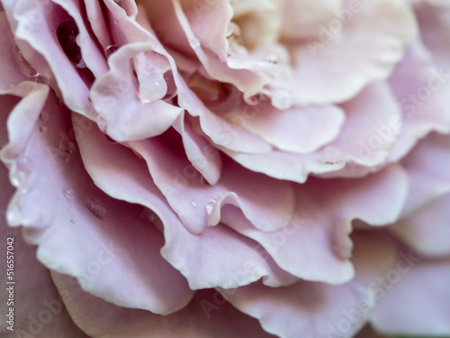 Close-up delicate rose petals as pink color nature background © Satakorn