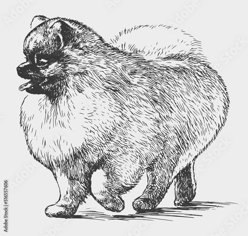 Hand drawing of cute fluffy spitz dog walking