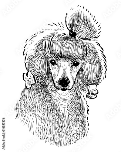 Sketch portrait of cute funny poodle dog