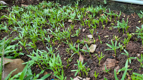 Two weeks old kale plant  only two small leaves appear 01