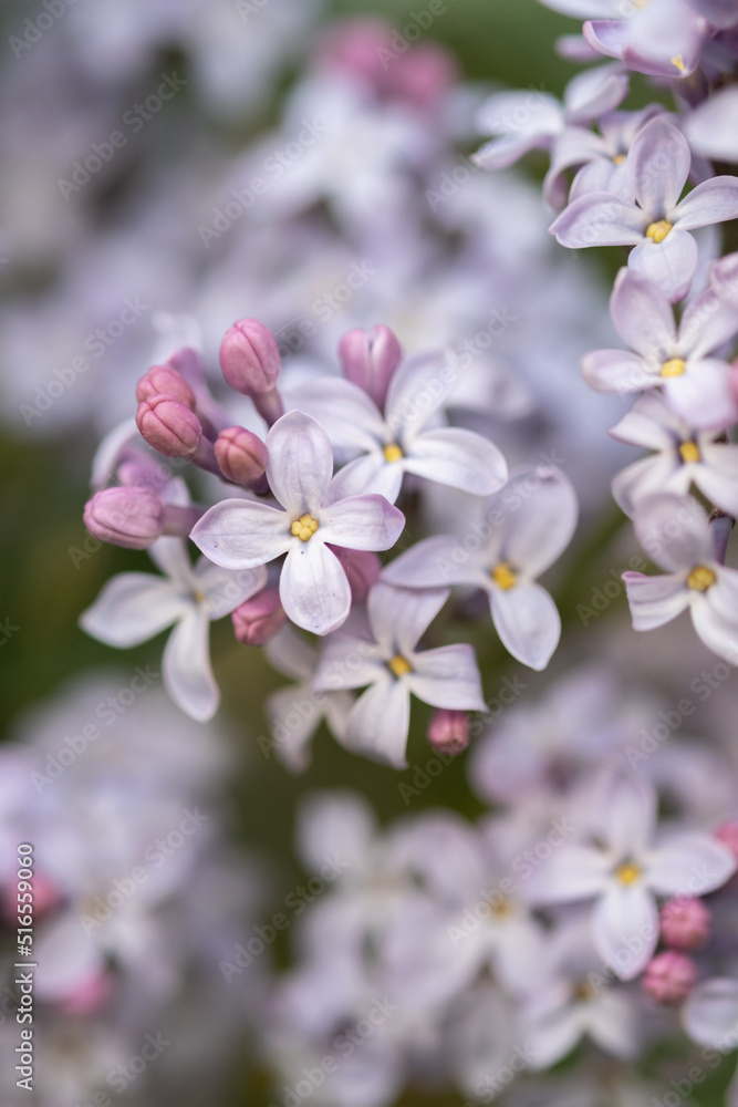 beautiful lilac branches close-up. Background.