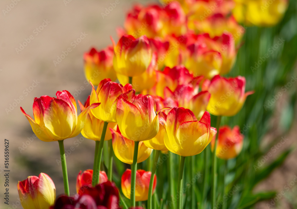 Colorful Tulips In The Spring