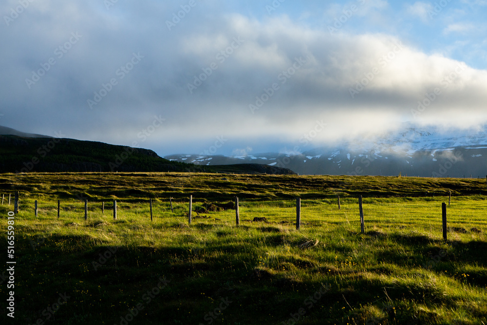 Picturesque landscape with green nature in Iceland during summer. Image with a very quiet and innocent nature.