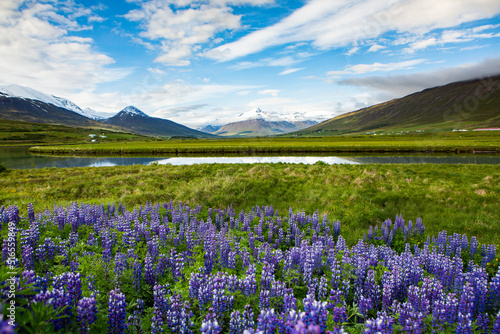Picturesque landscape with green nature in Iceland during summer. Image with a very quiet and innocent nature. © romeof