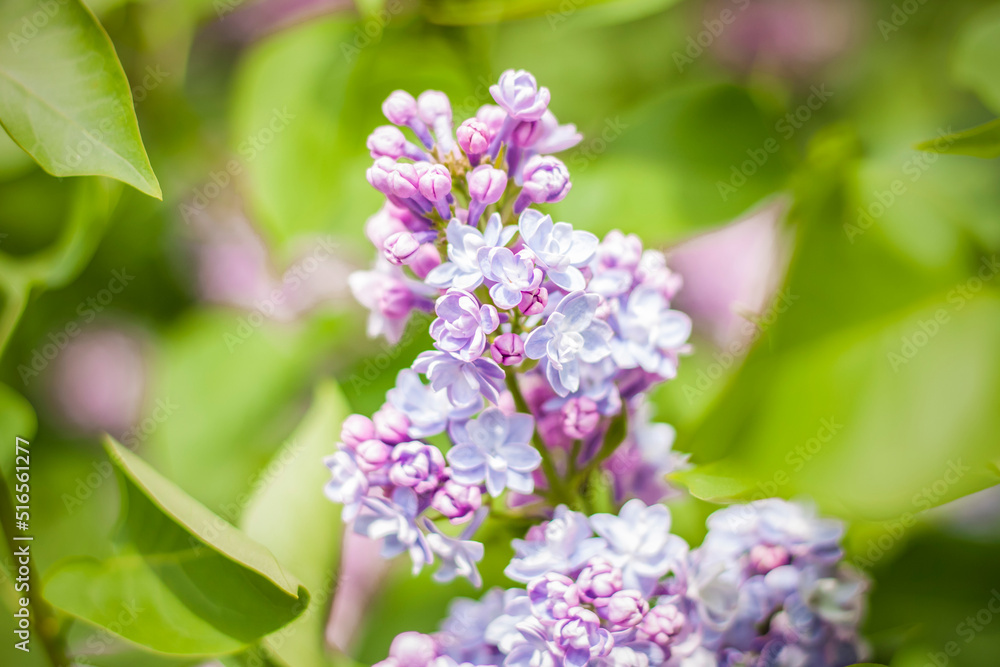Beautiful and fragrant lilac in the garden. Close-up with a copy of the space, using the natural landscape as the background. Natural wallpaper. Selective focus. Beautiful and fragrant lilac in the garden. Close-up with a copy of the space, using the natural landscape as the background. Natural wallpaper. Selective focus.