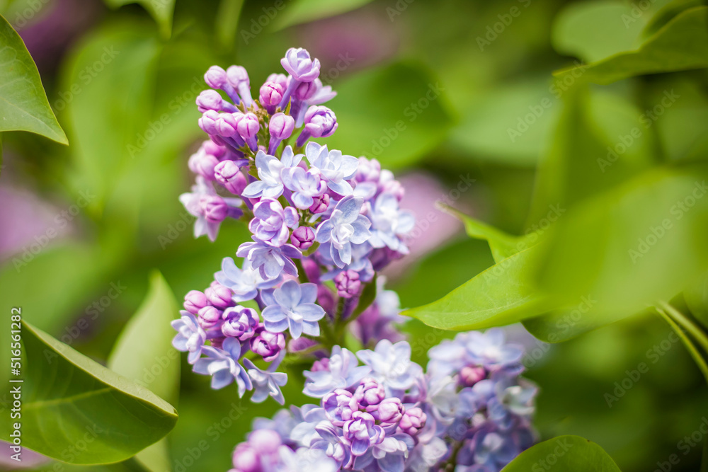 Beautiful and fragrant lilac in the garden. Close-up with a copy of the space, using the natural landscape as the background. Natural wallpaper. Selective focus. Beautiful and fragrant lilac in the garden. Close-up with a copy of the space, using the natural landscape as the background. Natural wallpaper. Selective focus.