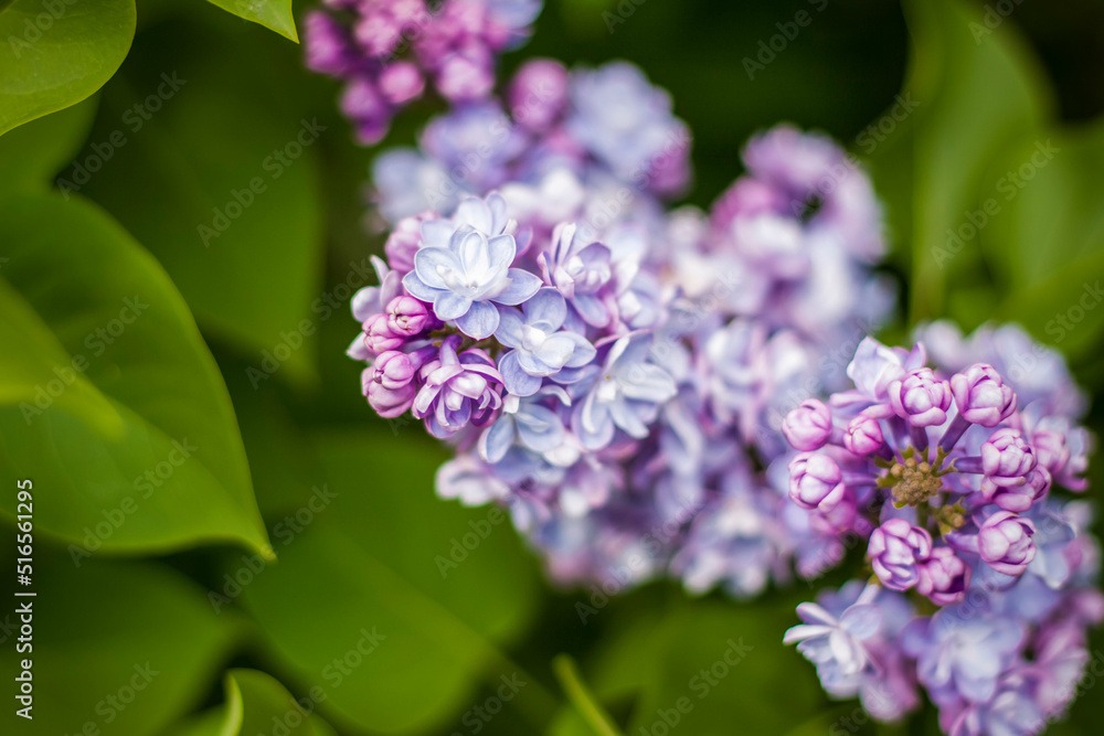Beautiful and fragrant lilac in the garden. Close-up with a copy of the space, using the natural landscape as the background. Natural wallpaper. Selective focus.
