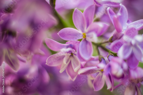 Beautiful and fragrant lilac in the garden. A close-up with a copy of the space  shot on a macro with a background blur for the wallpaper as the background. Natural wallpaper. Selective focus.