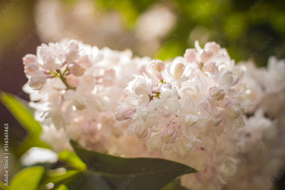 Beautiful and fragrant lilac in the garden. Close-up with a copy of the space, using the natural landscape as the background. Natural wallpaper. Selective focus. Beautiful and fragrant lilac in the garden. Close-up with a copy of the space, using the natural landscape as the background. Natural wallpaper. Selective focus.