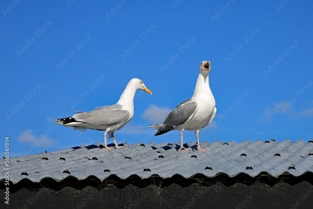 Fototapeta premium Zwei Möwen