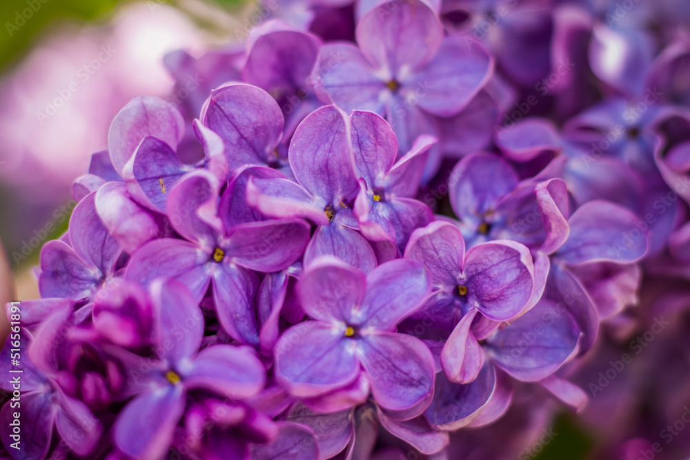 Beautiful and fragrant lilac in the garden. A close-up with a copy of the space, shot on a macro with a background blur for the wallpaper as the background. Natural wallpaper. Selective focus.