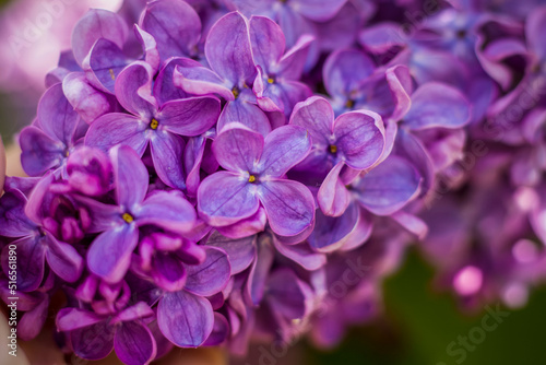 Beautiful and fragrant lilac in the garden. A close-up with a copy of the space, shot on a macro with a background blur for the wallpaper as the background. Natural wallpaper. Selective focus. © Alina Lebed