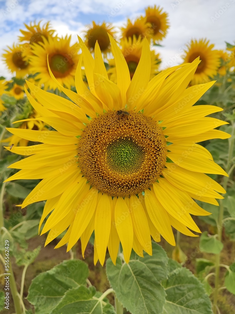 Fototapeta premium sunflower in the field