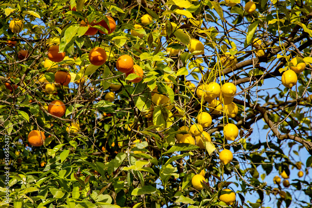 Orange and lemon tree with fruits on its branches, Andalucia, Spain. Seville.