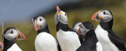 Tableau sur toile Puffins being sociable on Staple Island, Farne Islands, UK