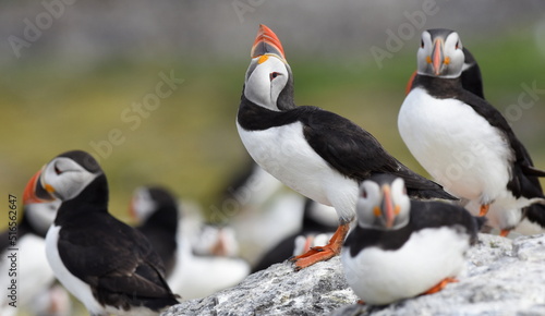 Puffins being sociable on Staple Island, Farne Islands, UK
