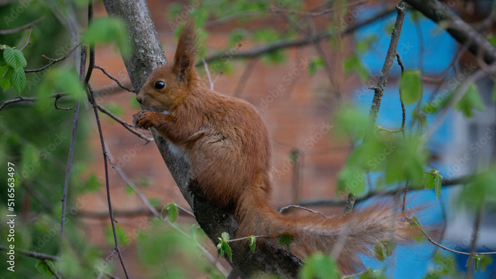 Fototapeta premium squirrel on the tree
