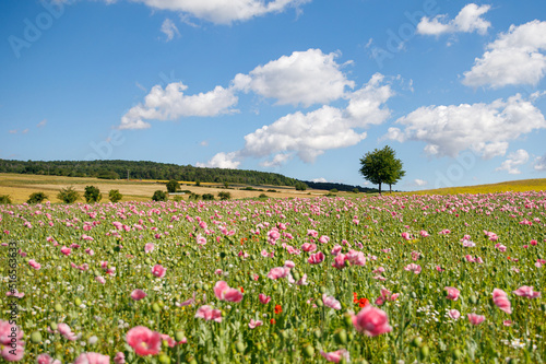 Panorama of a field of rose corn poppy. Beautiful landscape view on summer meadow. Germany.