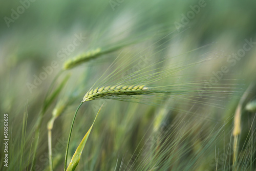 Still green ears of wheat ripens on fertility soil.