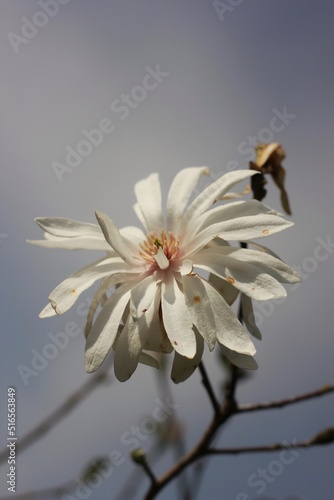 Huge white flower in full bloom.