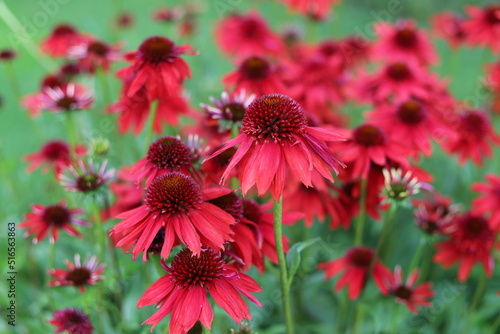 Canvastavla Echinacea purpurea. Flower plant commonly known as coneflower.