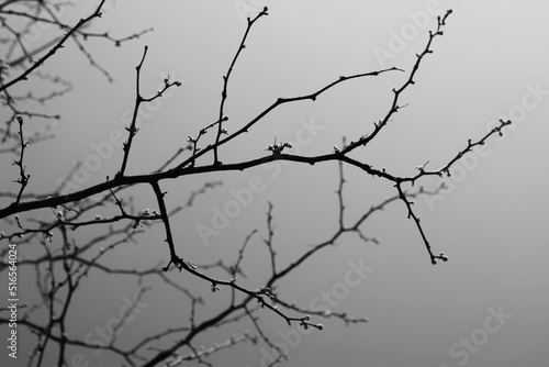 Bare tree branches growing against the overcast skies.