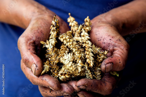 Agriculture. The problem of world fires. Economic crisis. Farmer's hands with wheat after the fire. The concept of world hunger, food crisis. Male hands with ears of wheat, burnt in the fire. 