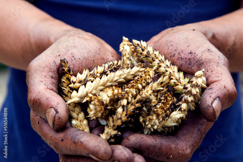Agriculture. The problem of world fires. Economic crisis. Farmer's hands with wheat after the fire. The concept of world hunger, food crisis. Male hands with ears of wheat, burnt in the fire. 