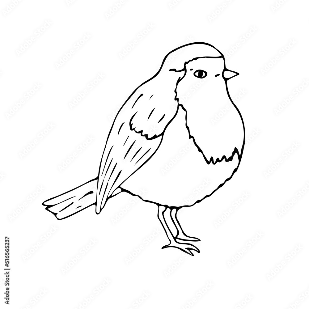 Vector hand drawn doodle sketch robin redbreast bird isolated on white background Vector hand drawn doodle sketch robin redbreast bird isolated on white background