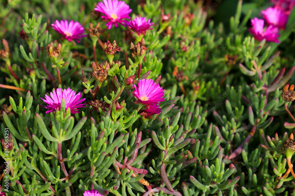 Delosperma cooperi plants in the garden Delosperma cooperi plants in the garden