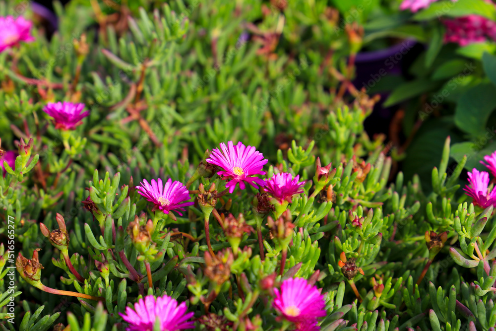 Delosperma cooperi plants in the garden Delosperma cooperi plants in the garden