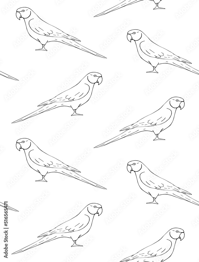 Vector seamless pattern of hand drawn sketch doodle Indian ringneck parrot isolated on white background Vector seamless pattern of hand drawn sketch doodle Indian ringneck parrot isolated on white background
