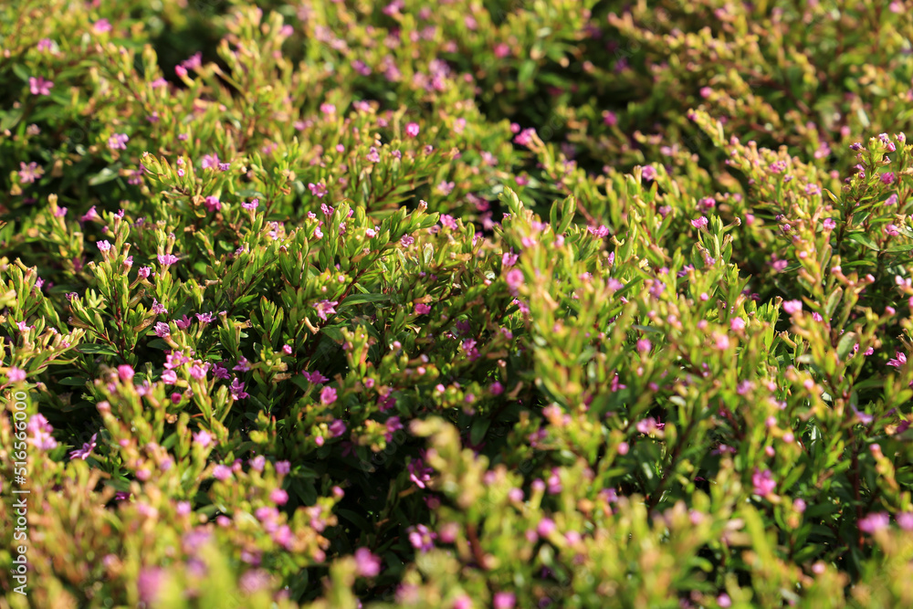 Cuphea plants under the sun in the garden Cuphea plants under the sun in the garden
