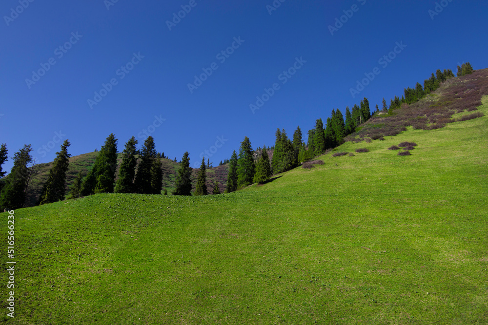 Beautiful green grass on a hill with pine trees and blue sky in Medeu Almaty Kazakhstan in summer