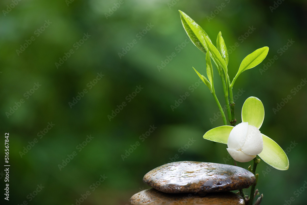 Zen stones and magnolia coco flower on nature background. Stock Photo |  Adobe Stock
