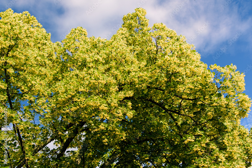 Fototapeta premium Blooming linden. Lime tree in bloom agaist blue sky. Blossoming basswood on sunny day. Selective focus.